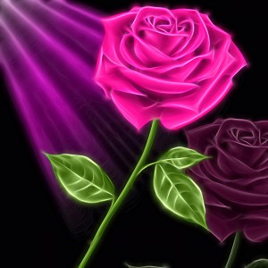 Hot Pink Rose Glow 01_OSG